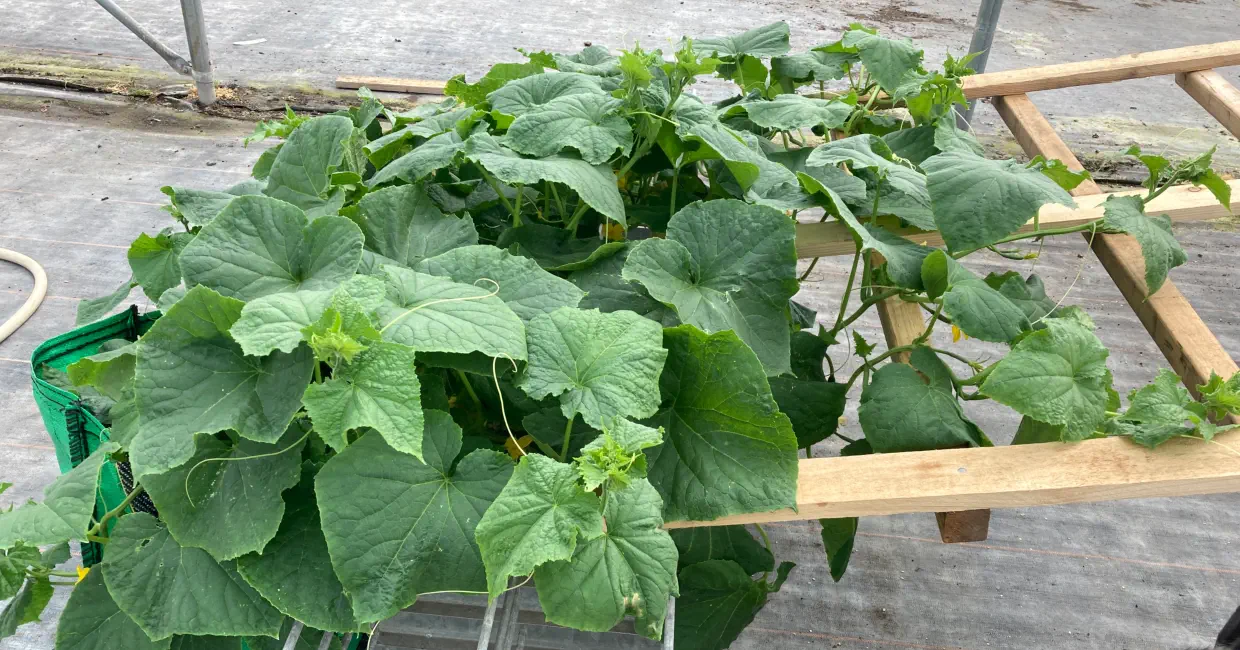 A picture of young plants of cucumber mini munch in a heated greenhouse with smooth skin